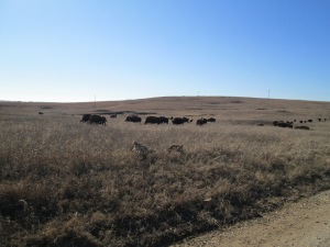 It is not hard to image large herds of buffalo roaming the grasslands.