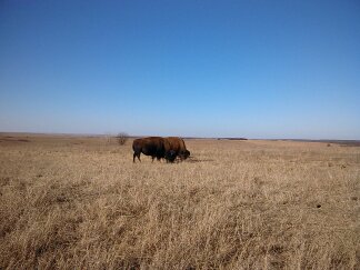 Buffalo grazing near the road. 